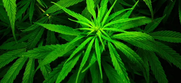 Marijuana